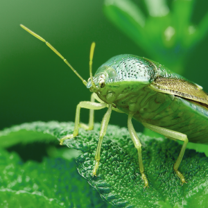 entomologia